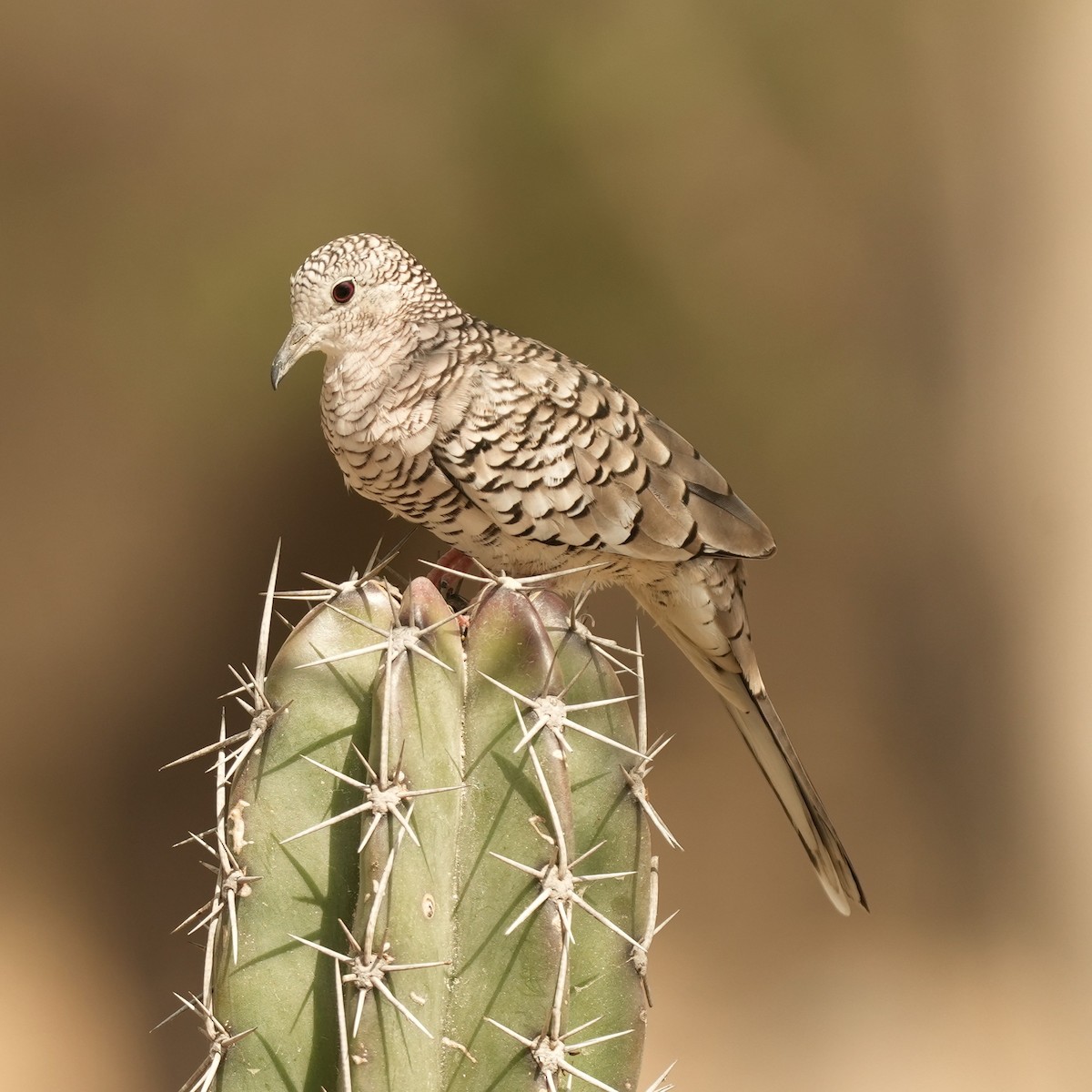 Scaled Dove - ML633276750