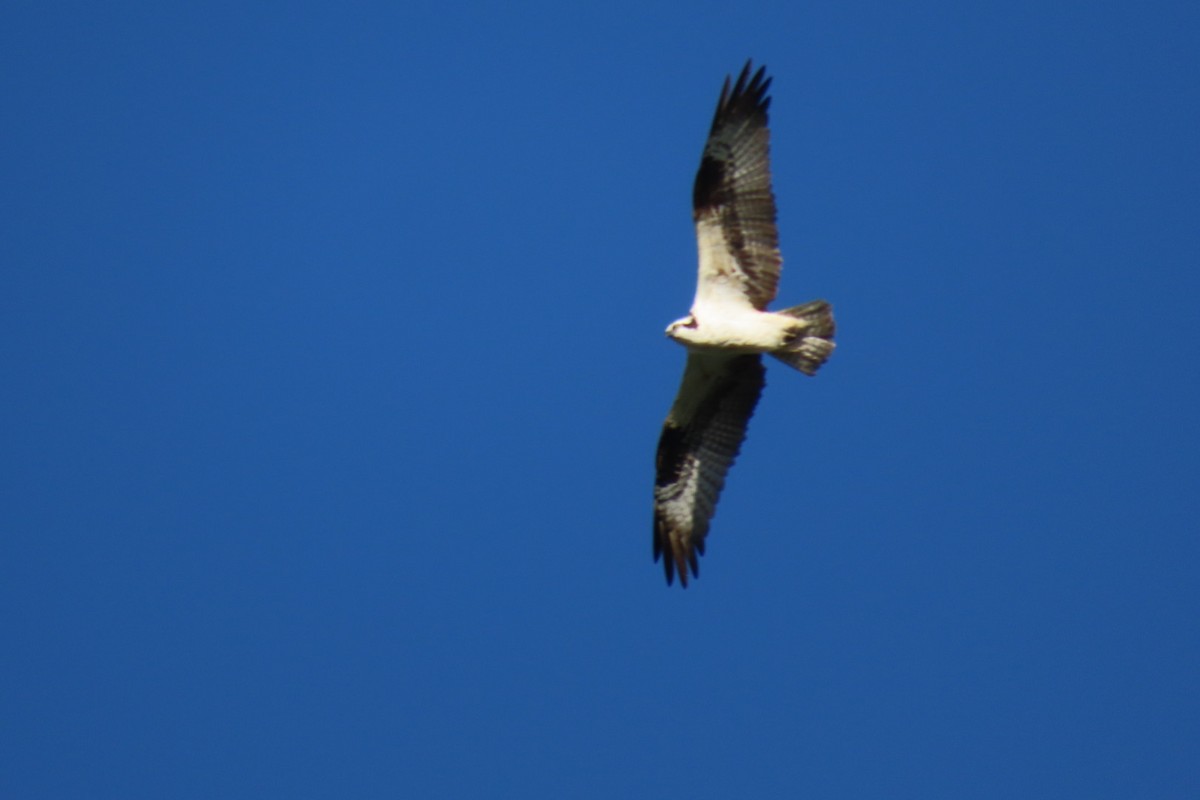 Osprey - ML633276835