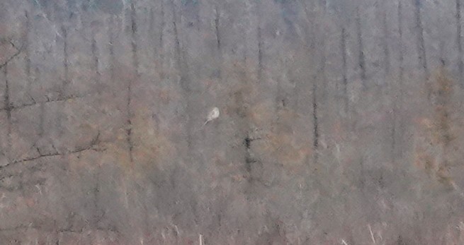 Northern Harrier - ML633276896