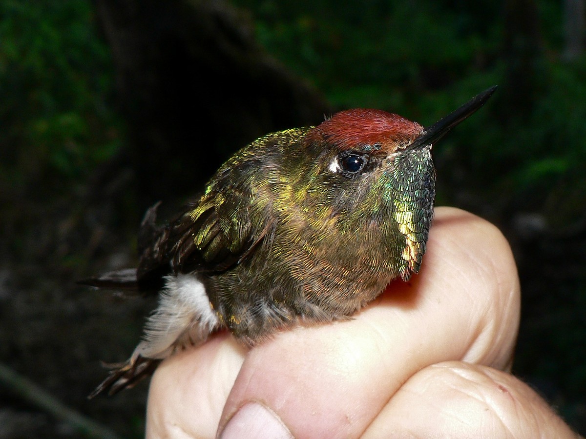Rufous-capped Thornbill - ML633276903