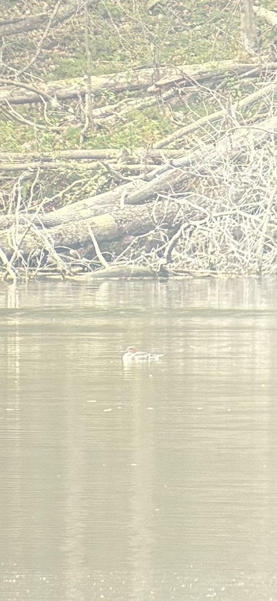 Сэвгэр бохио - ML633276962