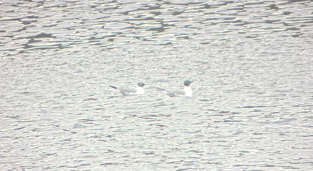 Bonaparte's Gull - ML633276971