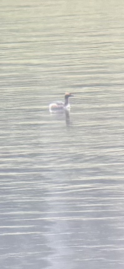 Ухаа шунгуур - ML633276981