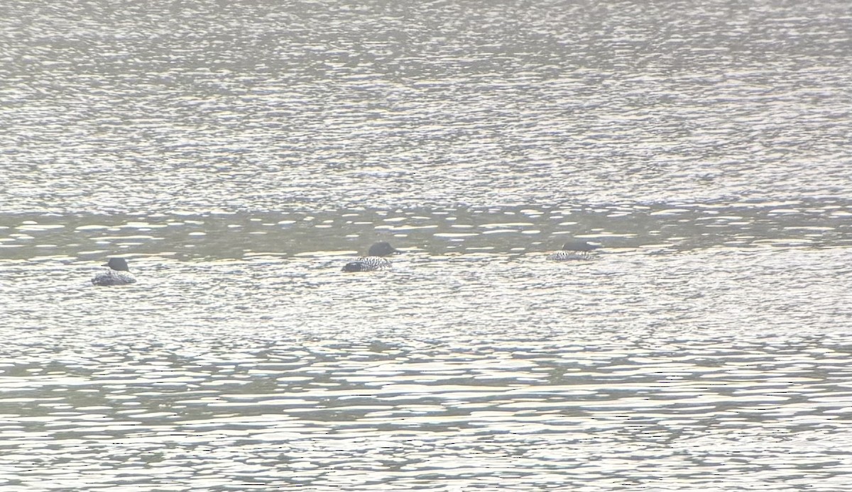 Common Loon - ML633276987