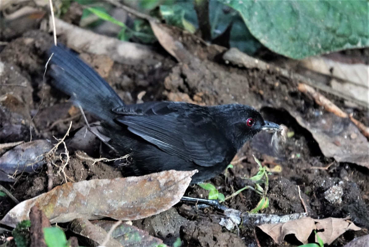 Western Fire-eye (Black-bellied) - ML633277013