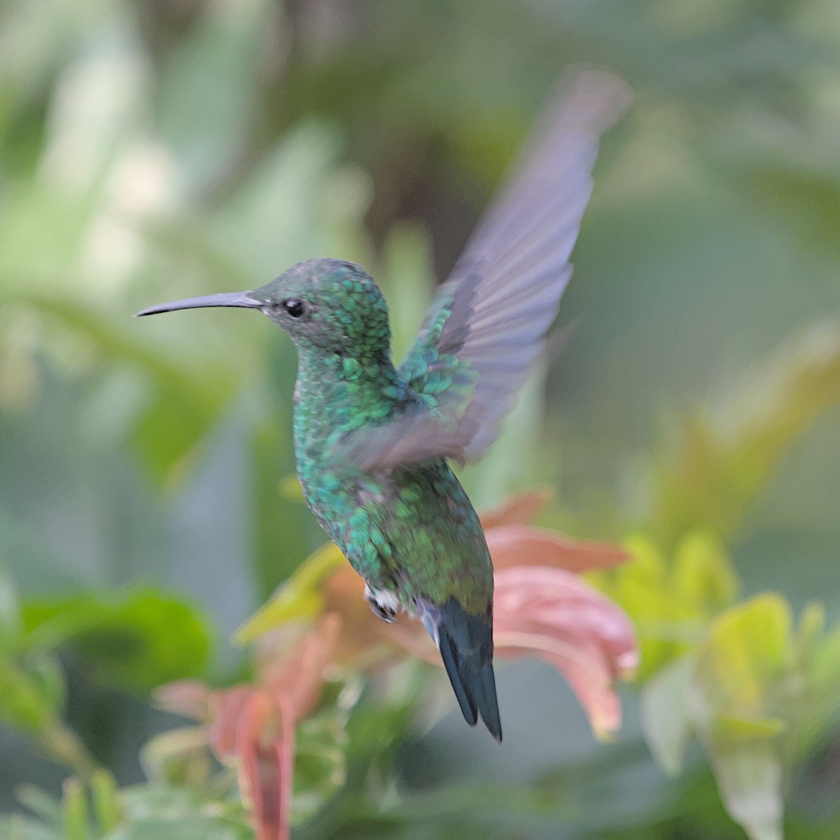Steely-vented Hummingbird - ML633277052