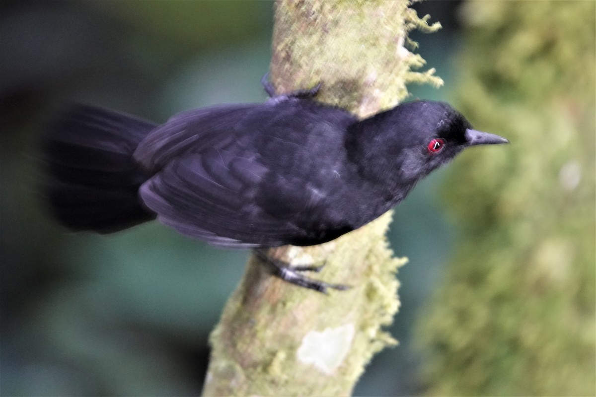 Western Fire-eye (Black-bellied) - ML633277066