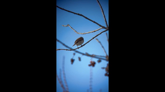 Пурпурная чечевица - ML633277067