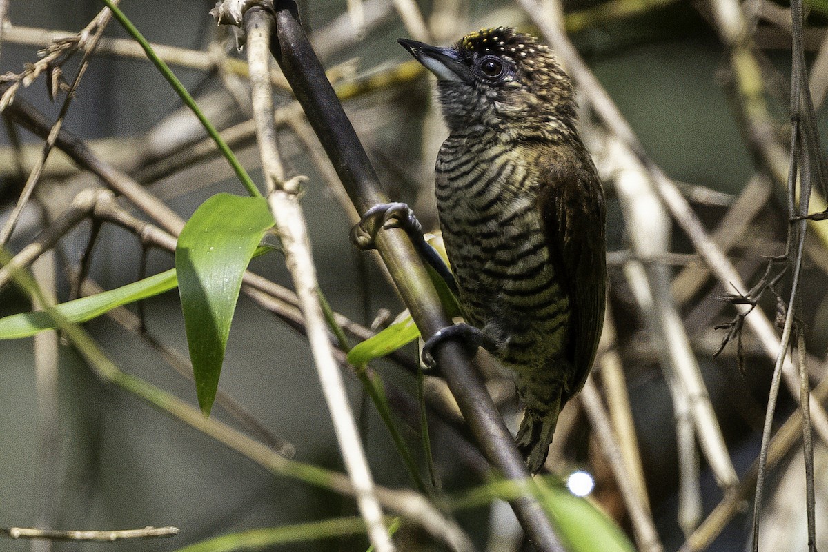 Lafresnaye's Piculet - ML633277116