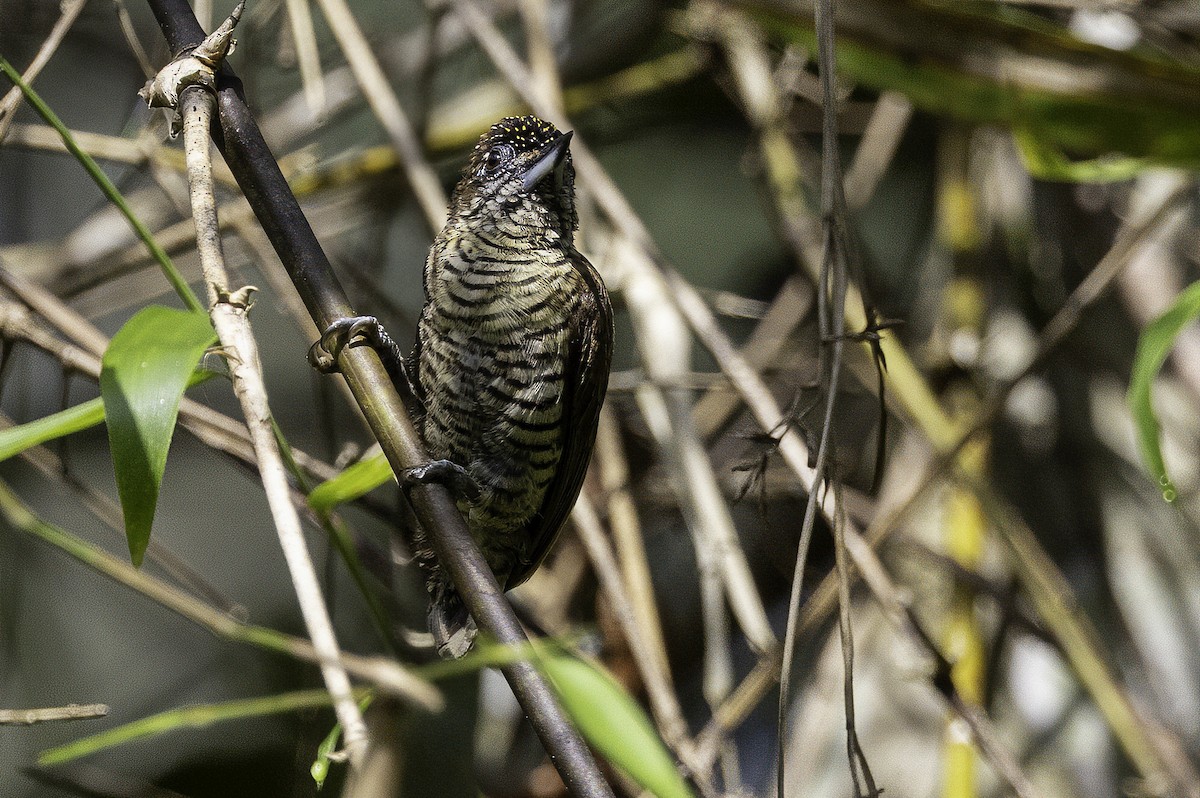 Lafresnaye's Piculet - ML633277131