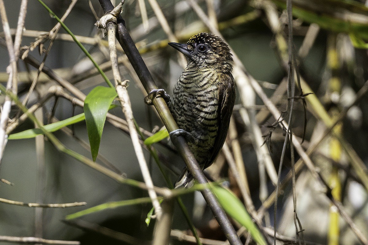 Lafresnaye's Piculet - ML633277136