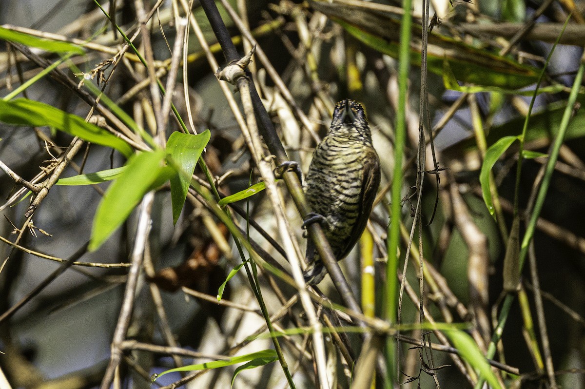 Lafresnaye's Piculet - ML633277138