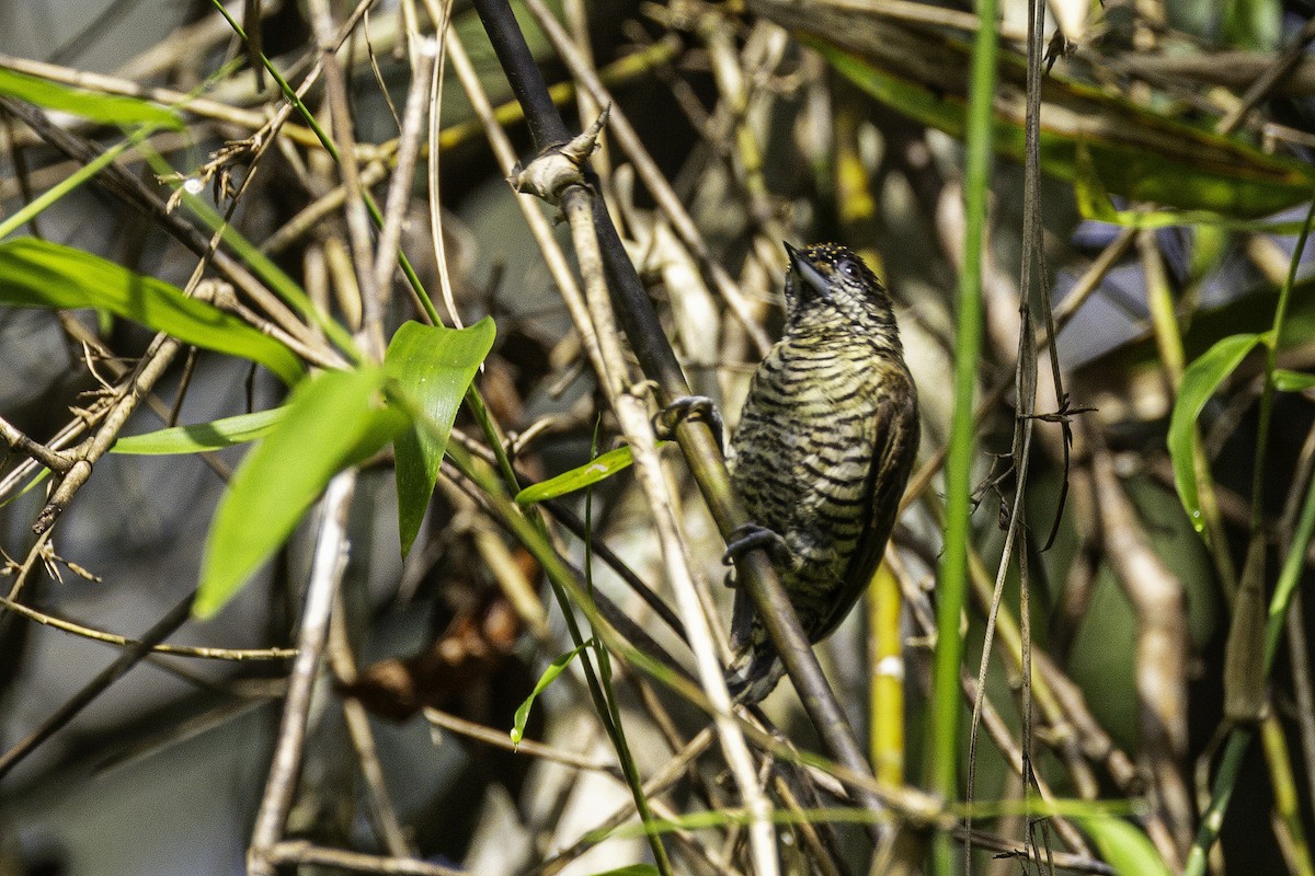 Lafresnaye's Piculet - ML633277141