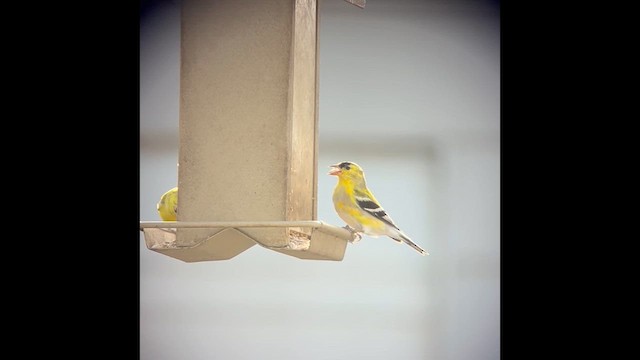 American Goldfinch - ML633277247