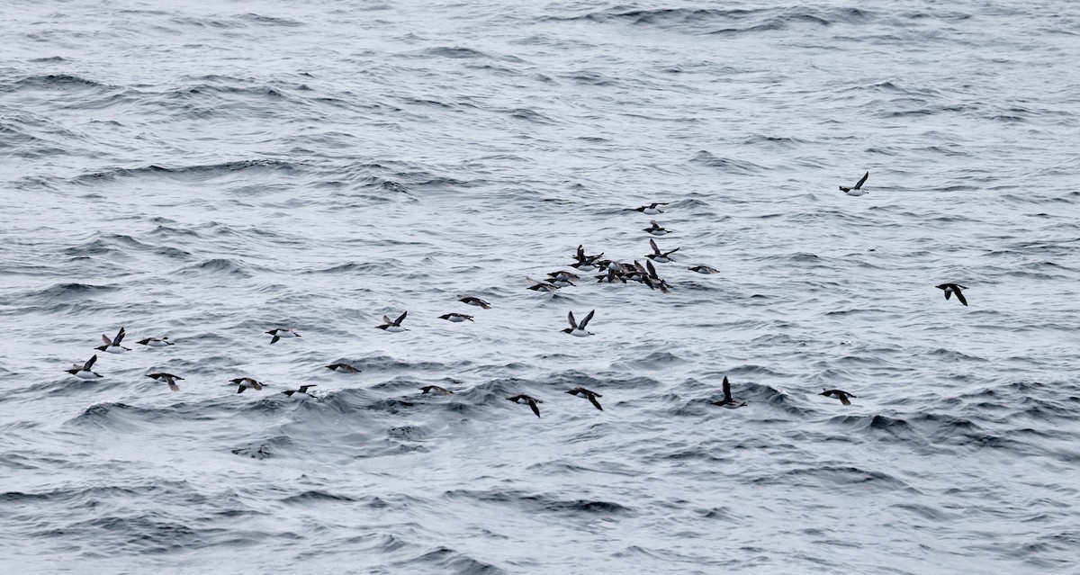 Common Murre - ML633277294