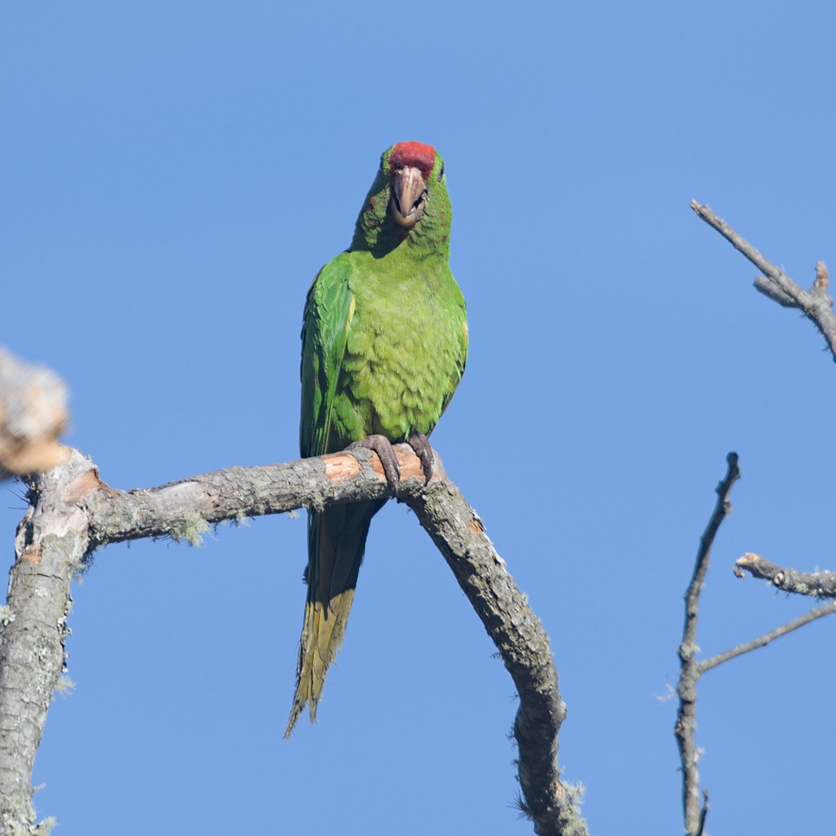 Scarlet-fronted Parakeet - ML633277298