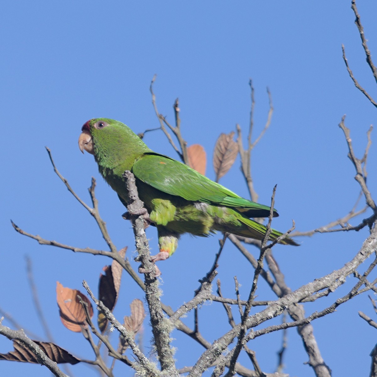 Scarlet-fronted Parakeet - ML633277299