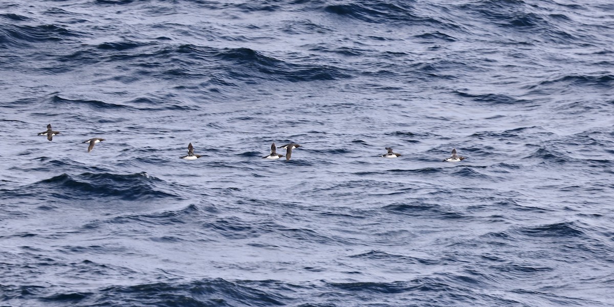 Common Murre - ML633277302