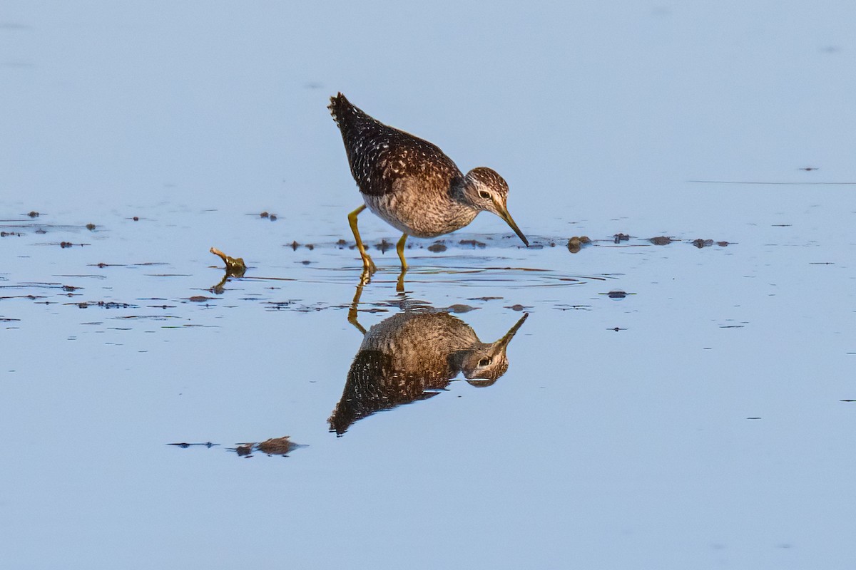 Wood Sandpiper - ML633277396