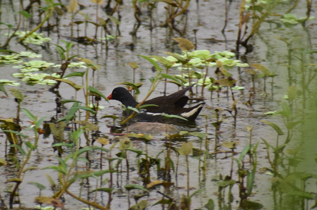 Eurasian Moorhen - ML633277433