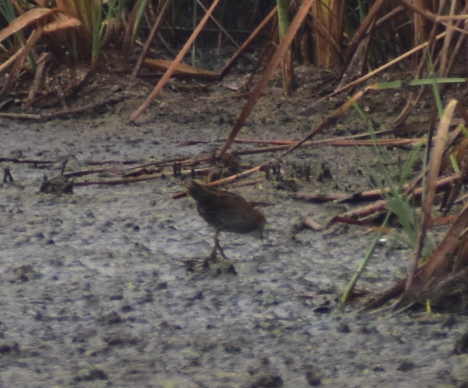 Baillon's Crake - ML633277458