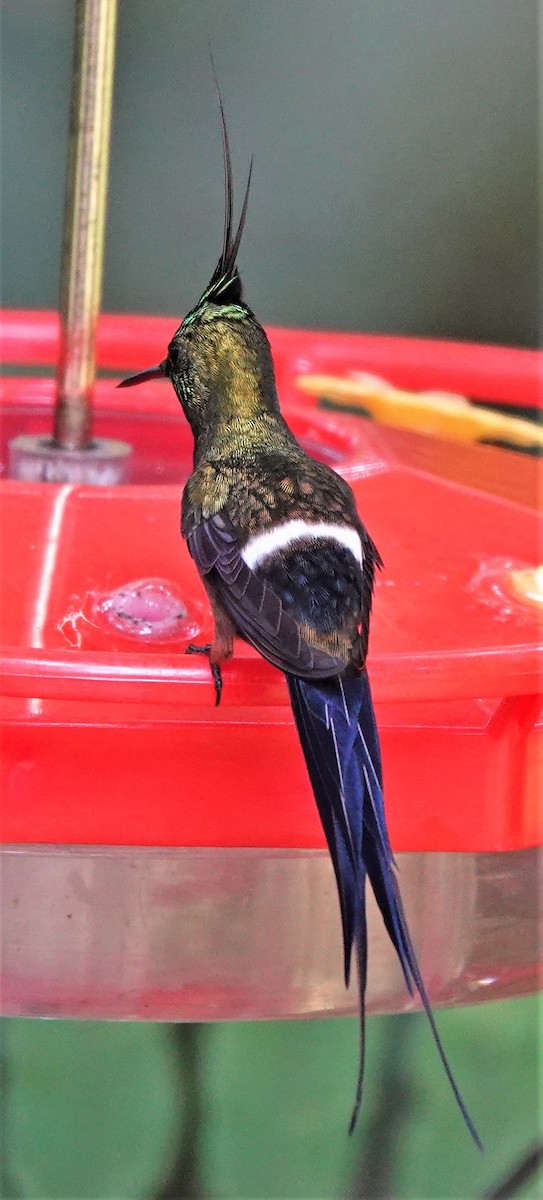 Wire-crested Thorntail - Helmut Klein