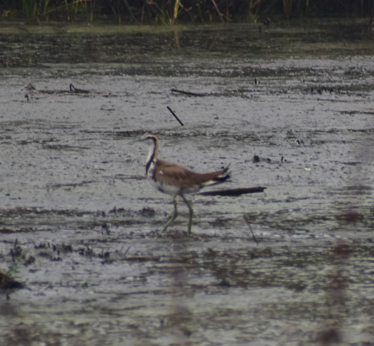 Pheasant-tailed Jacana - ML633277484
