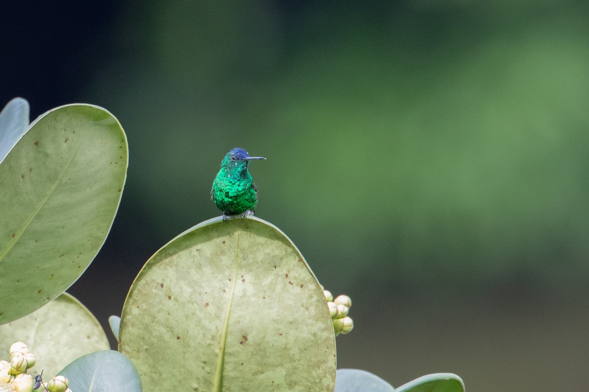 Indigo-capped Hummingbird - ML633277544