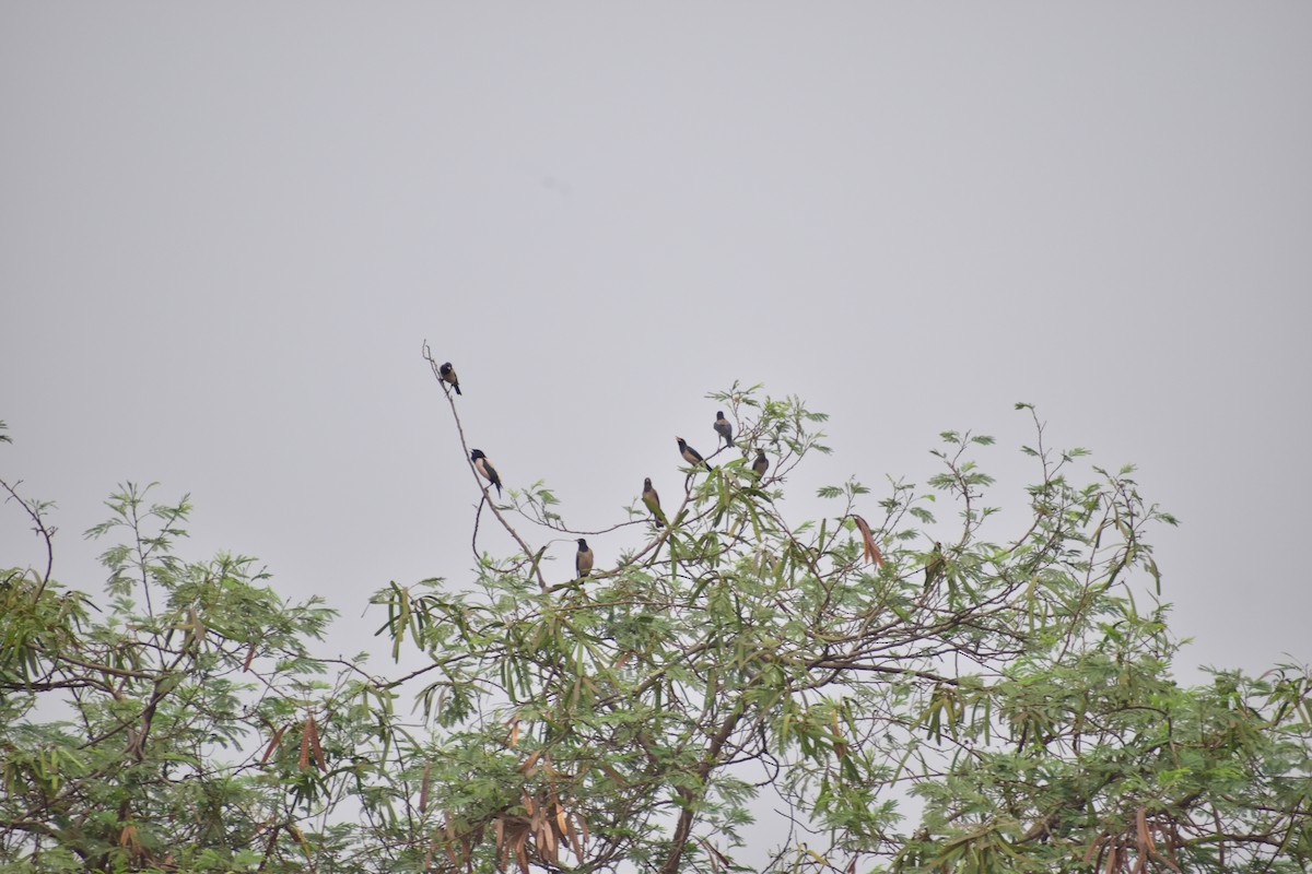 Rosy Starling - ML633277559