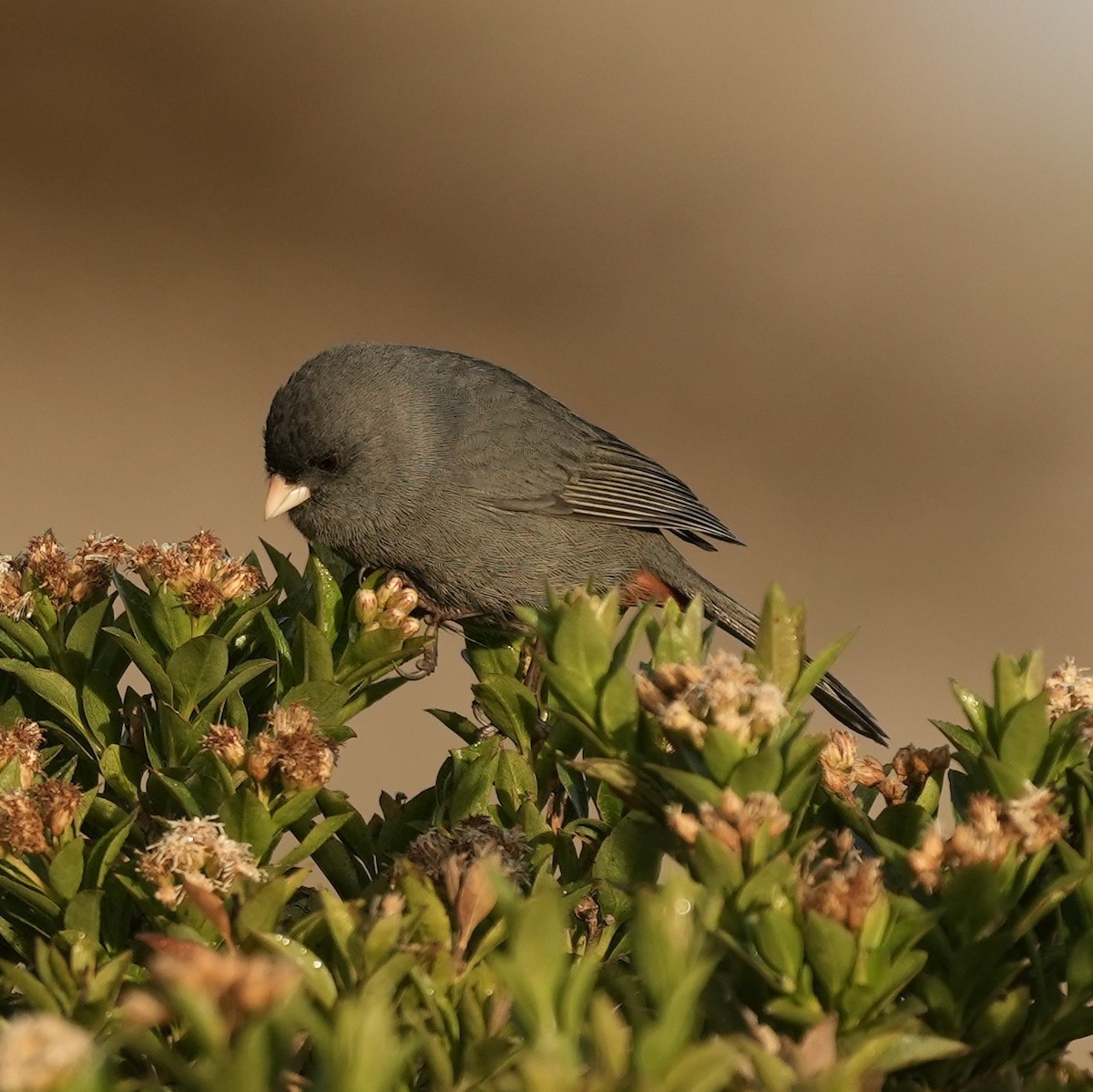 Paramo Seedeater - ML633277587