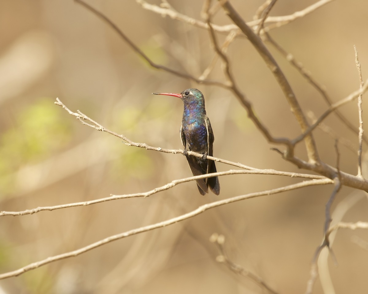 Turquoise-crowned Hummingbird - ML633277596