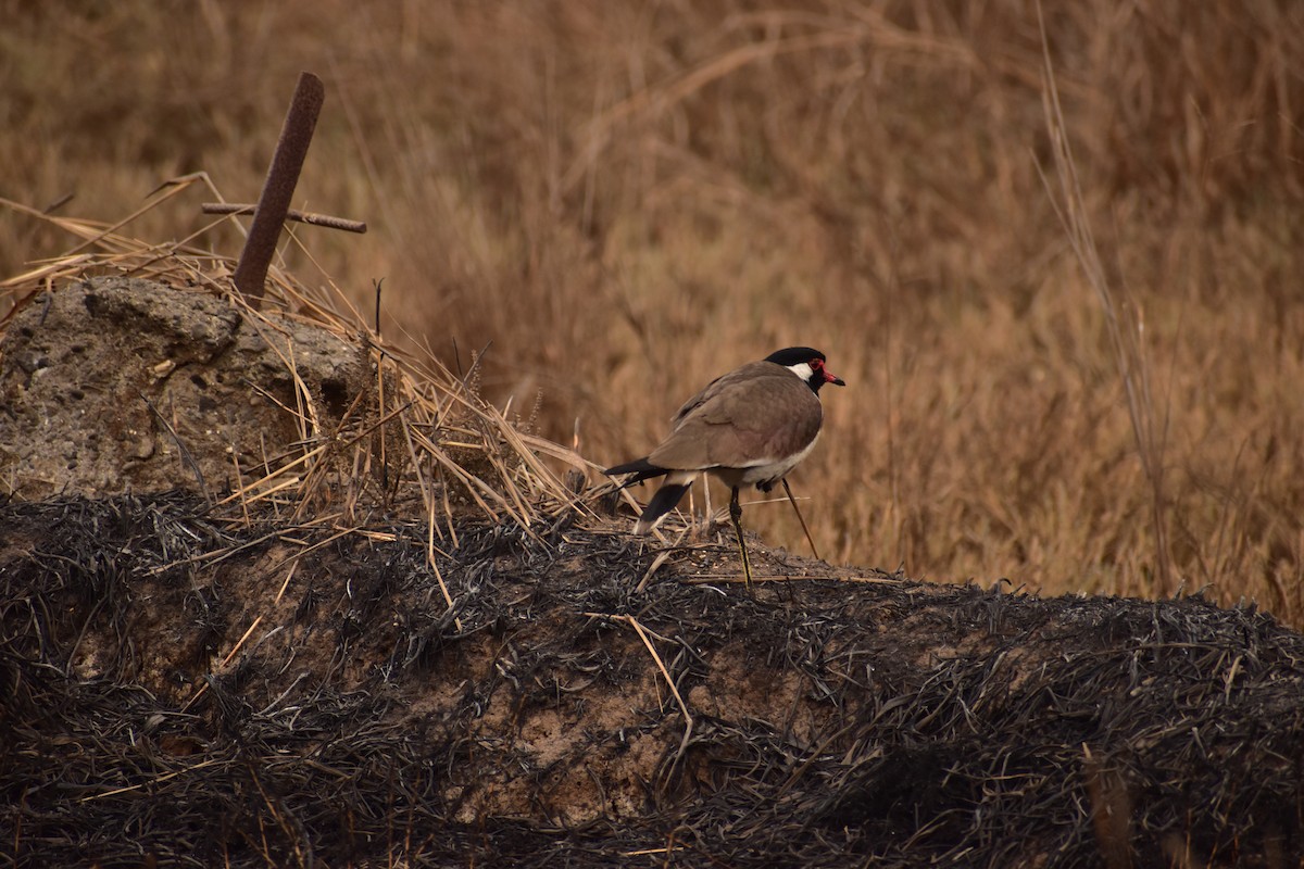 Red-wattled Lapwing - ML633277622