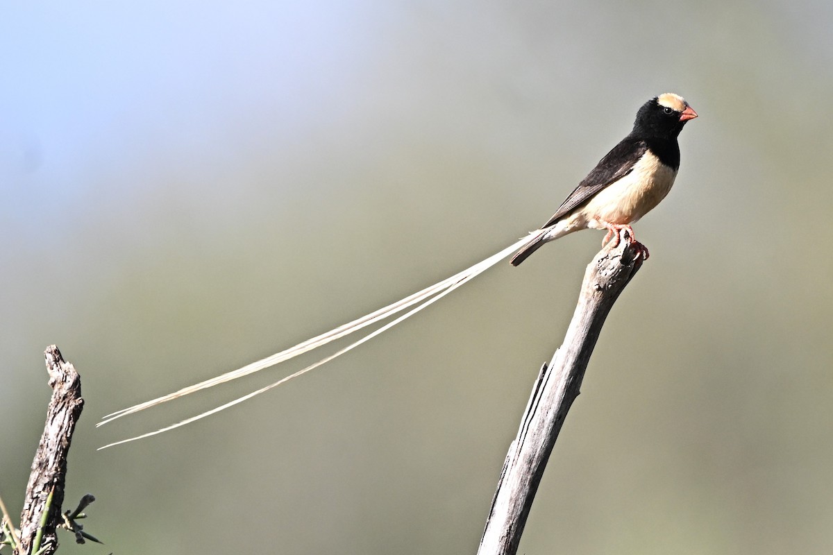 Straw-tailed Whydah - ML633277642