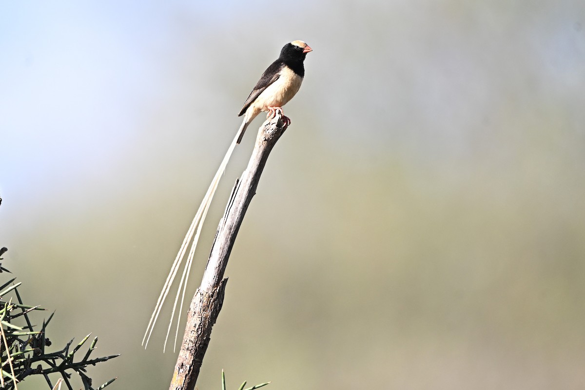 Straw-tailed Whydah - ML633277645