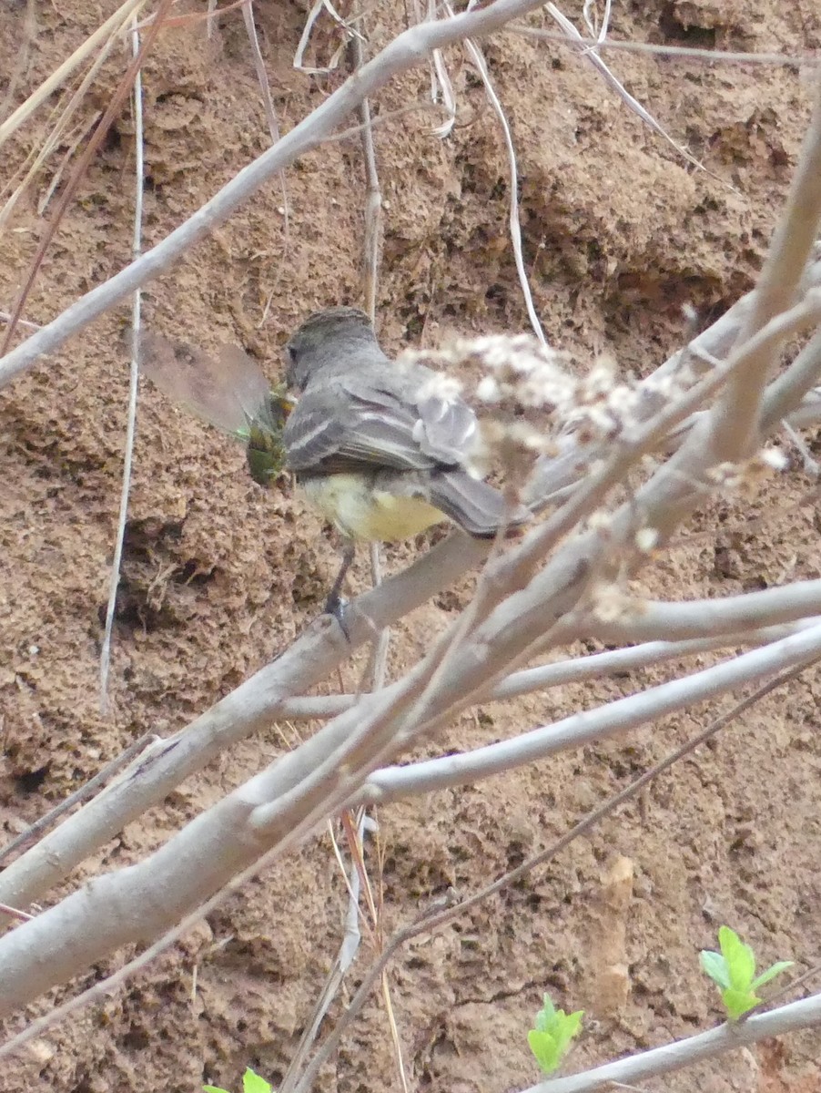 Venezuelan Flycatcher - ML633277773
