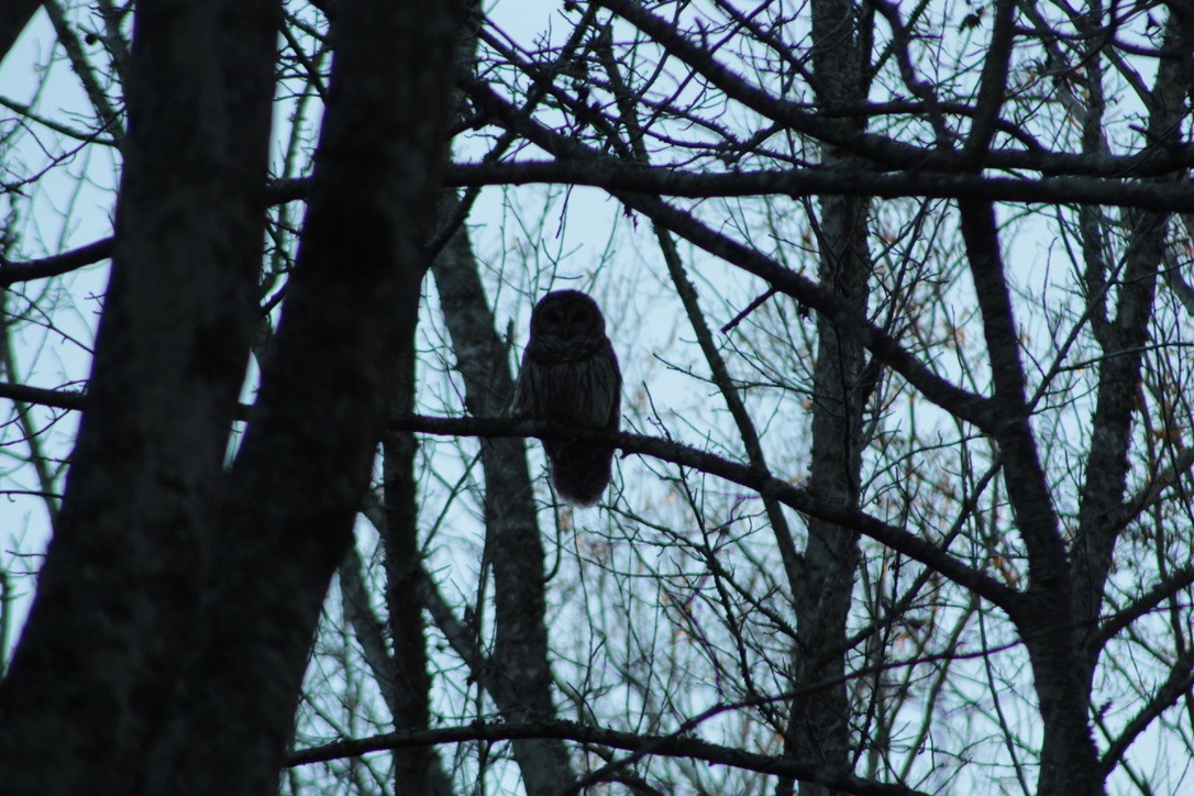 Barred Owl - ML633277779