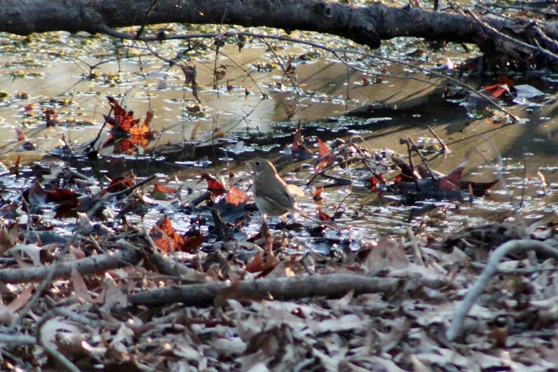 Hermit Thrush - ML633277801