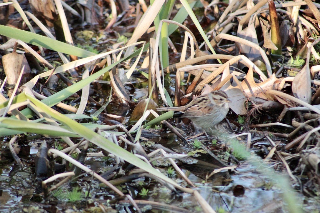 Swamp Sparrow - ML633277815