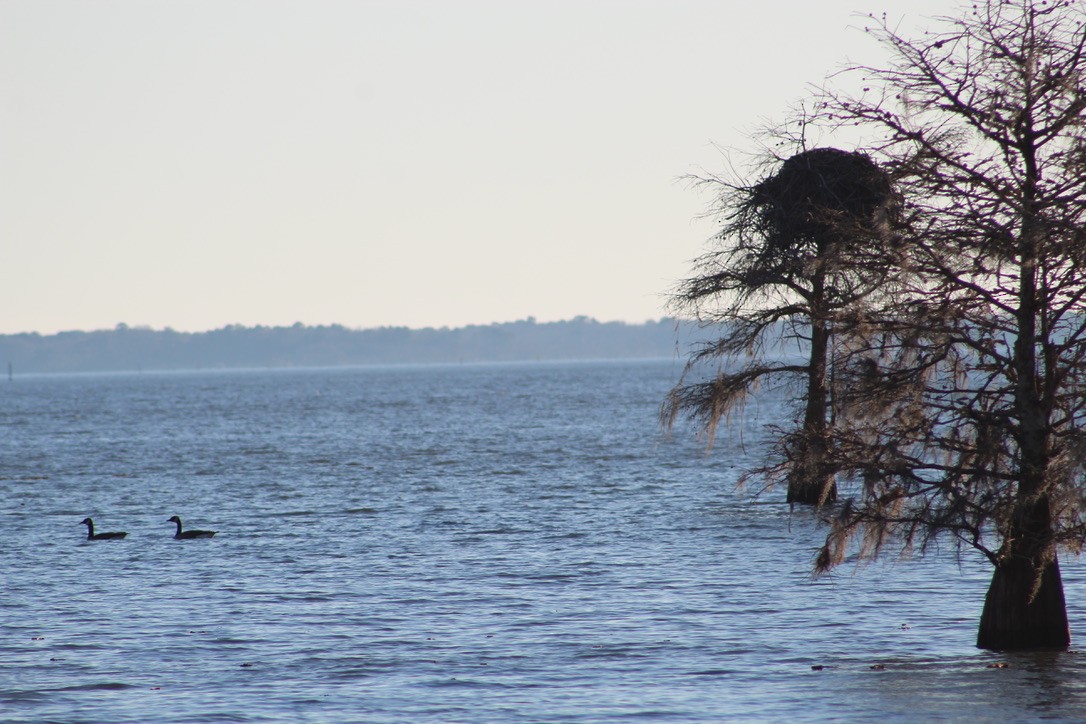 Canada Goose - ML633277820