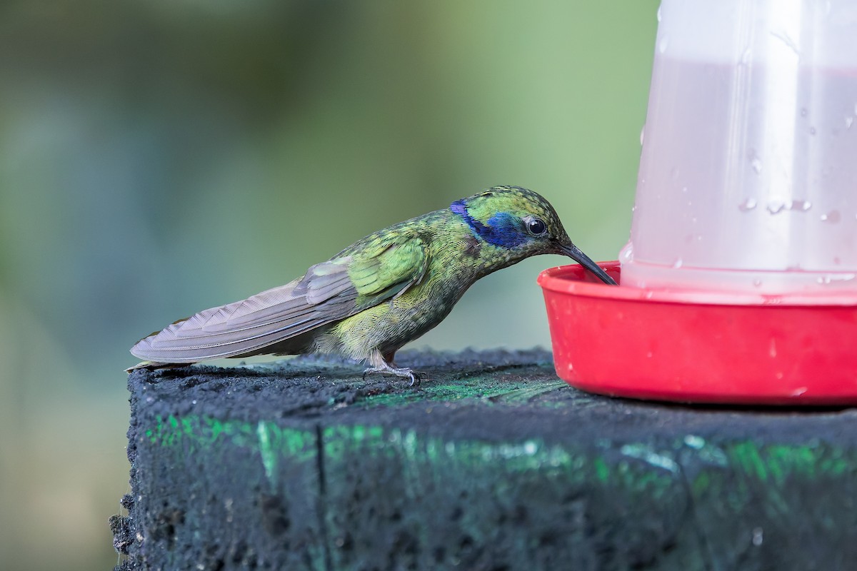 Lesser Violetear - ML633277826