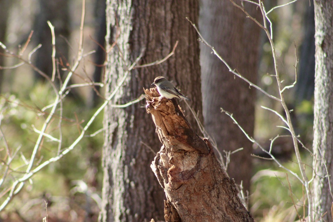 Eastern Phoebe - ML633277827