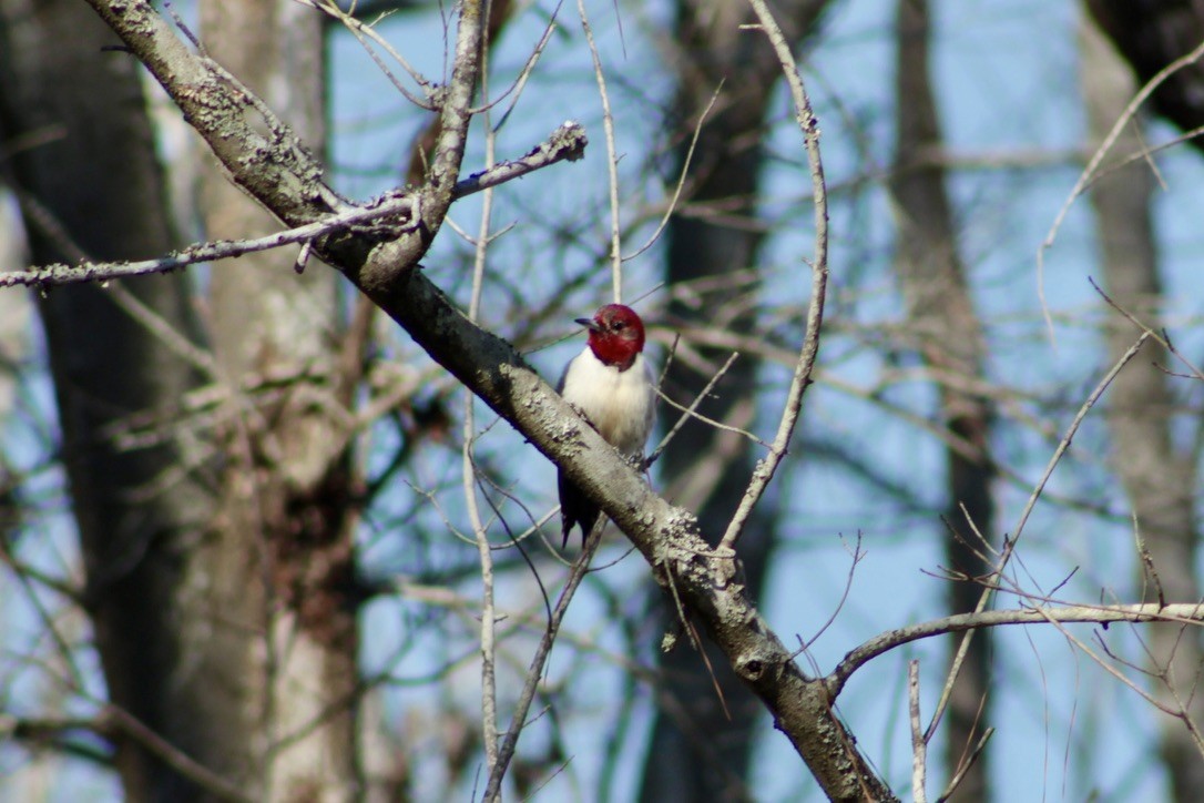 Red-headed Woodpecker - ML633277828