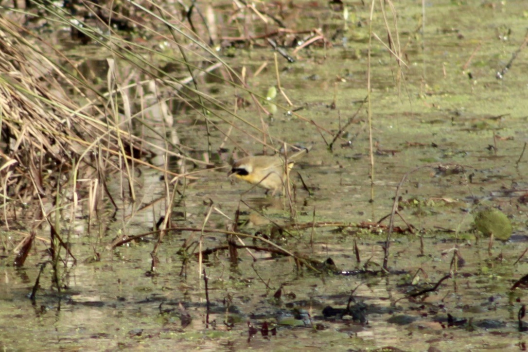 Common Yellowthroat - ML633277832
