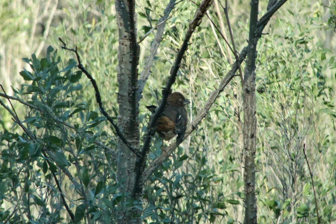 Eastern Towhee - ML633277840