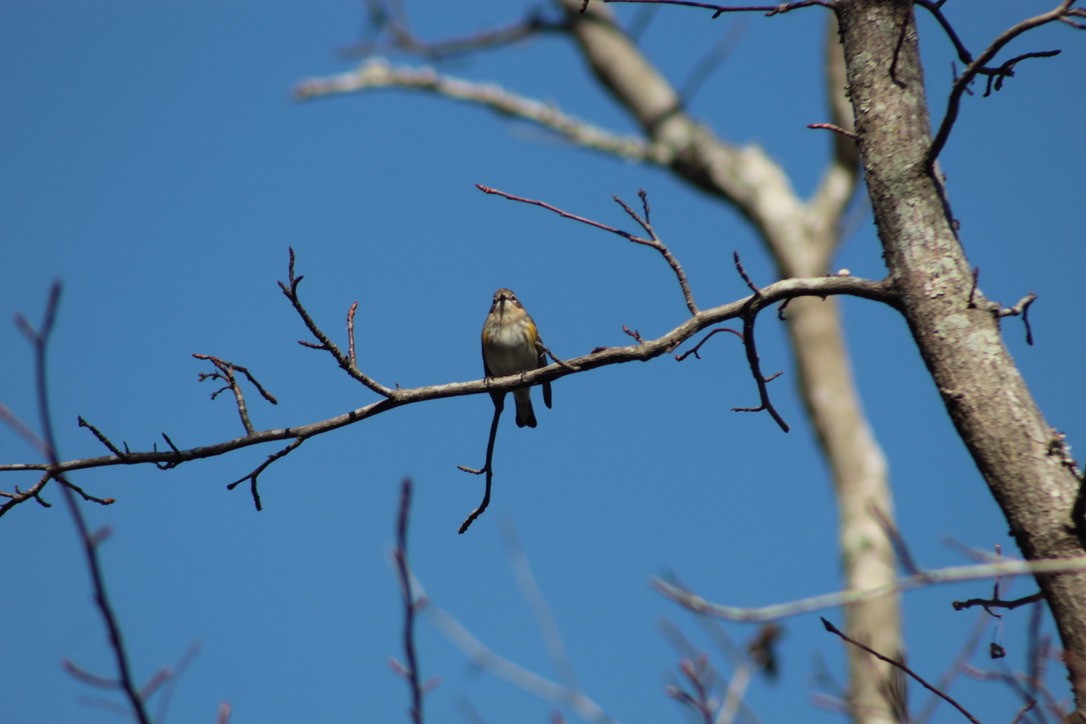 Yellow-rumped Warbler - ML633277863