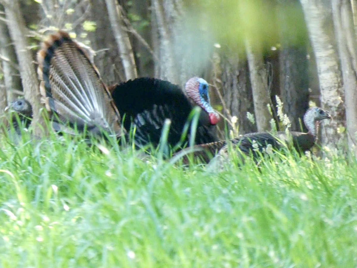 Wild Turkey - ML633277898