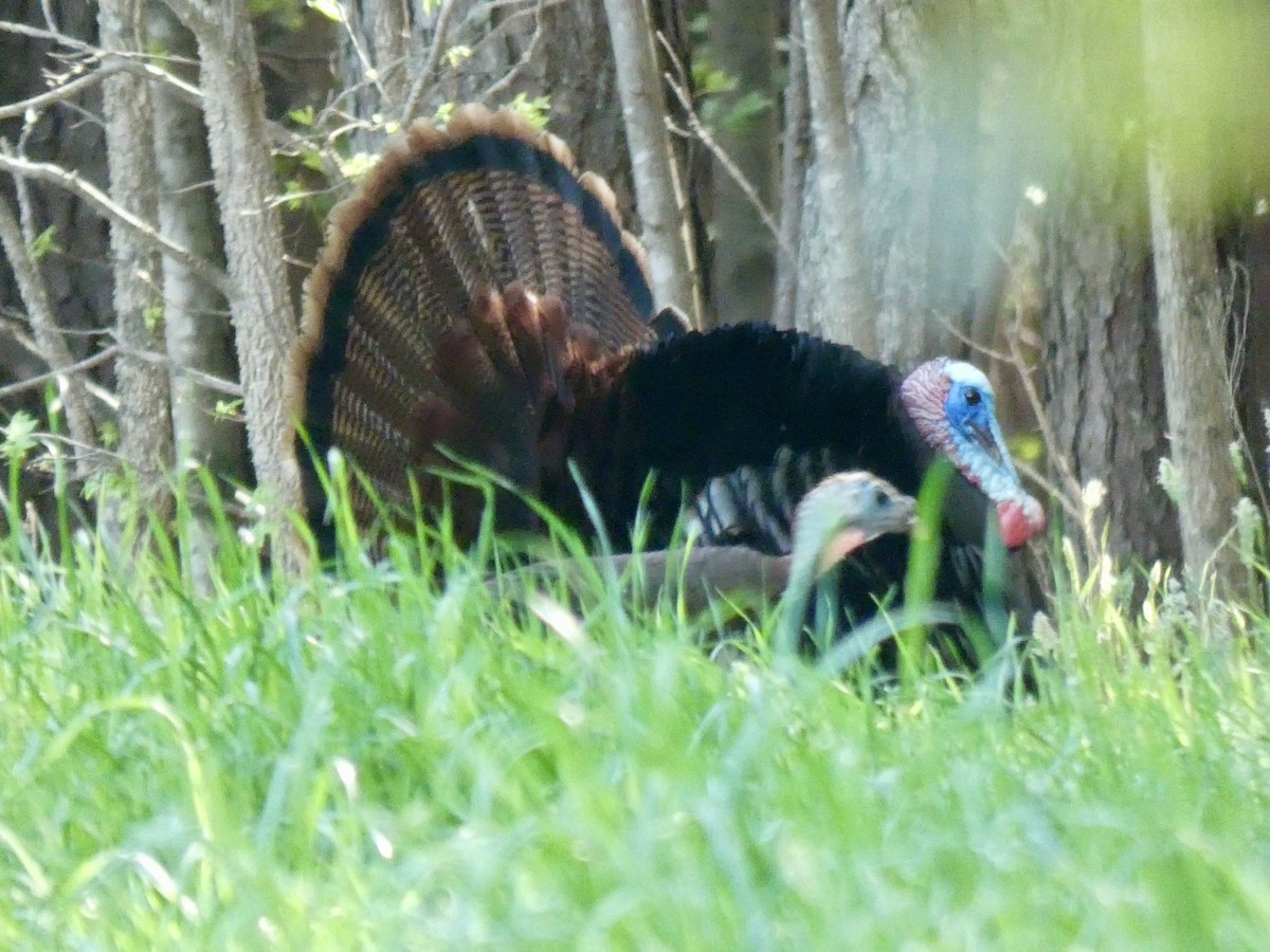 Wild Turkey - ML633277899