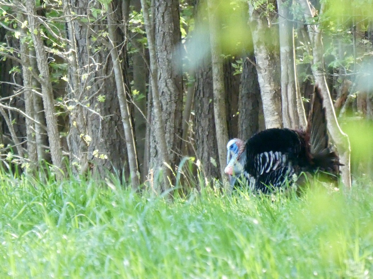 Wild Turkey - ML633277900