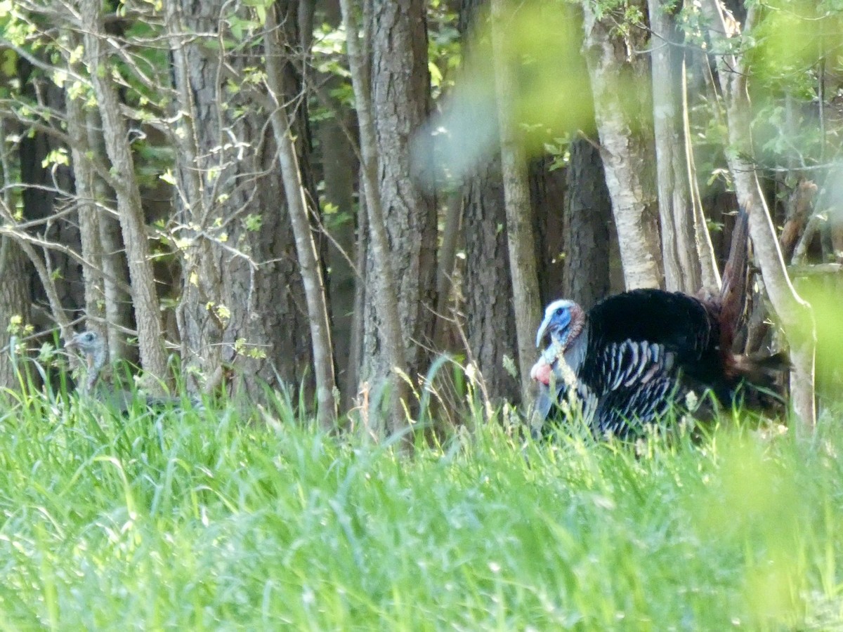 Wild Turkey - ML633277901