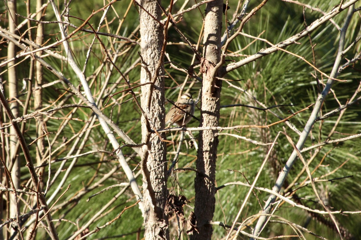 White-throated Sparrow - ML633277918